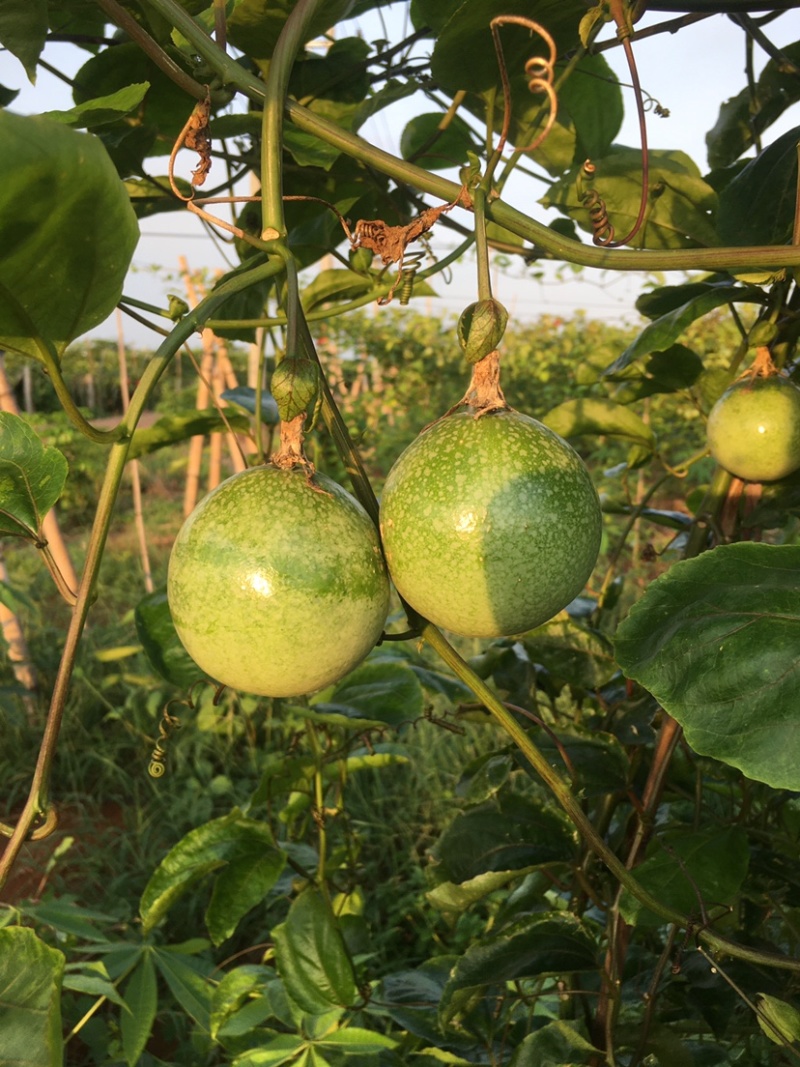 黄金百香果