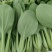 青宝优质青梗菜种子耐热耐湿抗病上海青菜种子高温不拔节蔬菜