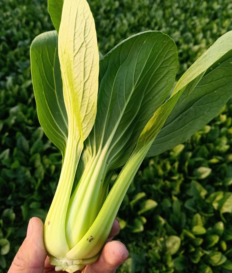 青宝优质青梗菜种子耐热耐湿抗病上海青菜种子高温不拔节蔬菜