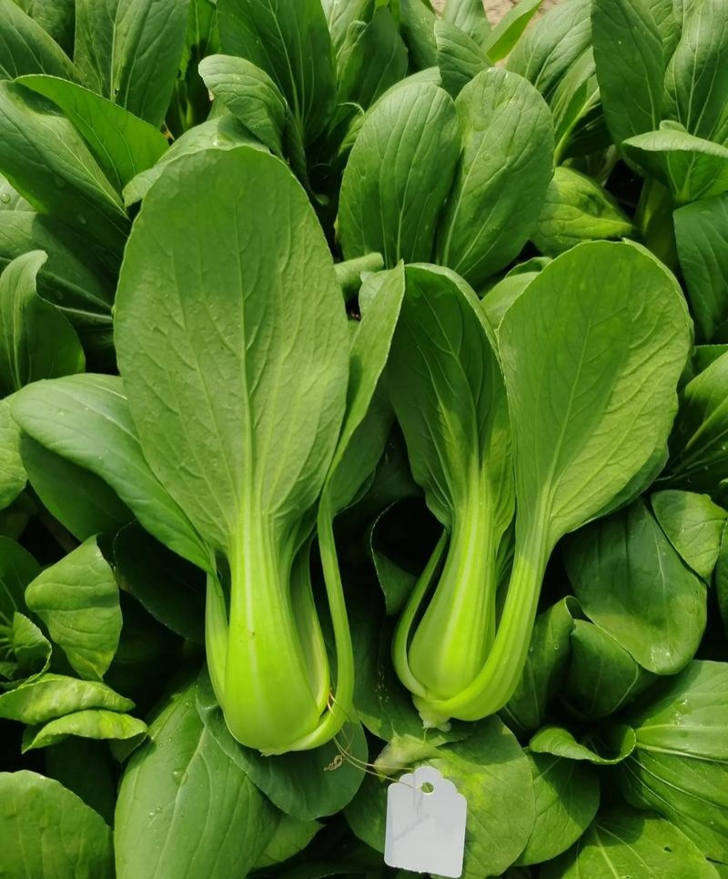 青宝优质青梗菜种子耐热耐湿抗病上海青菜种子高温不拔节蔬菜
