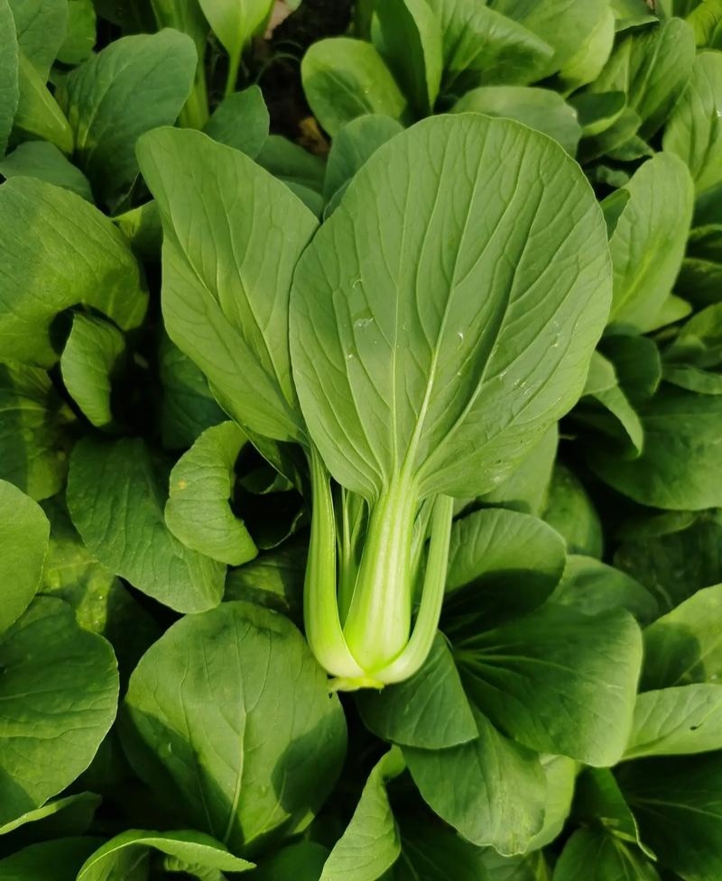青宝优质青梗菜种子耐热耐湿抗病上海青菜种子高温不拔节蔬菜
