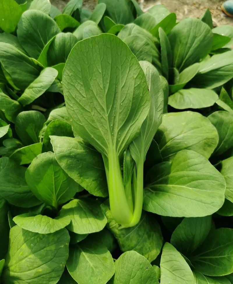 青宝优质青梗菜种子耐热耐湿抗病上海青菜种子高温不拔节蔬菜
