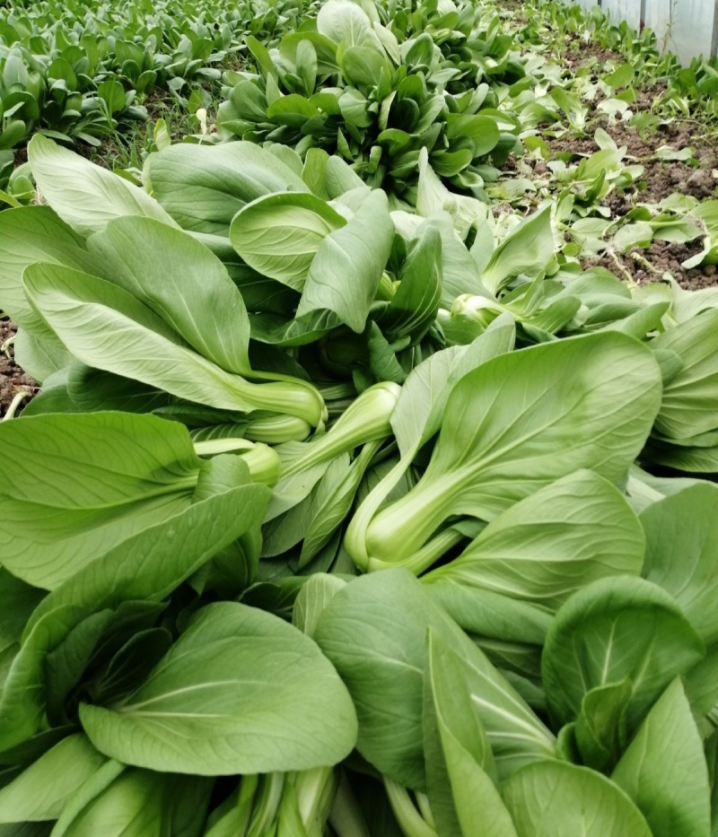 青宝优质青梗菜种子耐热耐湿抗病上海青菜种子高温不拔节蔬菜