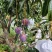 攀枝花彩虹芒果对接市场各大社区团购平台