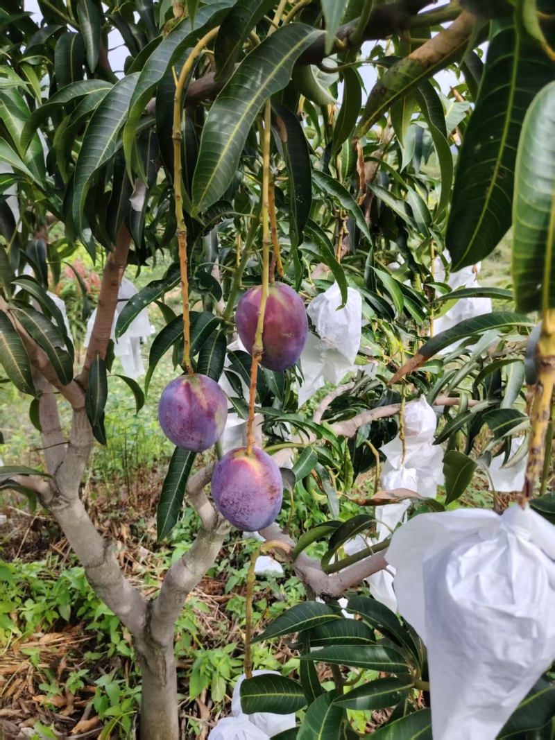 攀枝花彩虹芒果对接市场各大社区团购平台