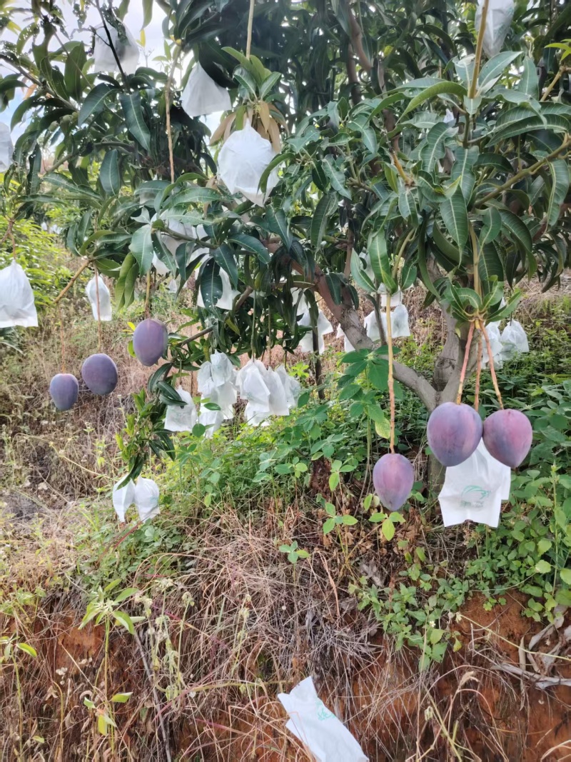 攀枝花彩虹芒果对接市场各大社区团购平台