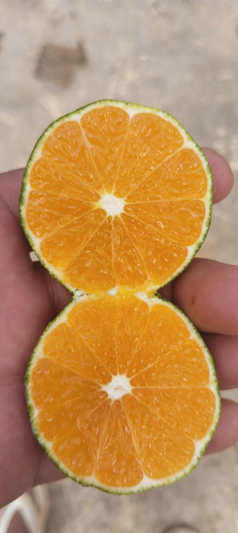 云南高原蜜桔