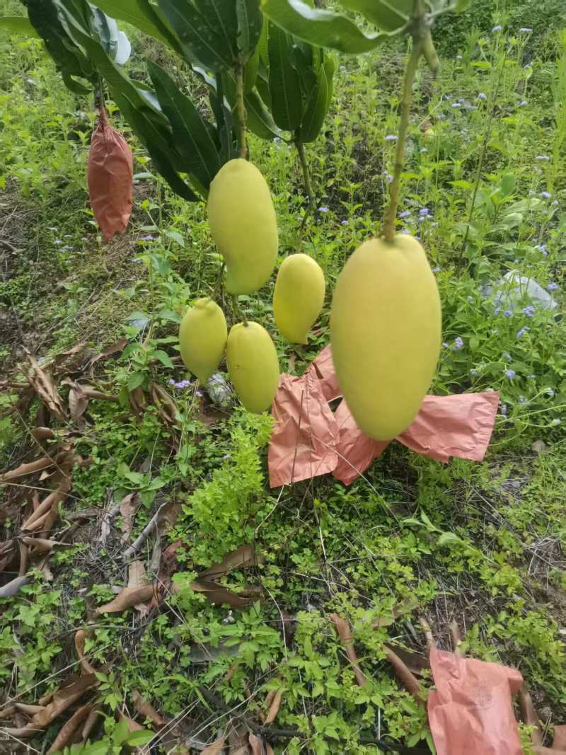 攀枝花鹰嘴芒果