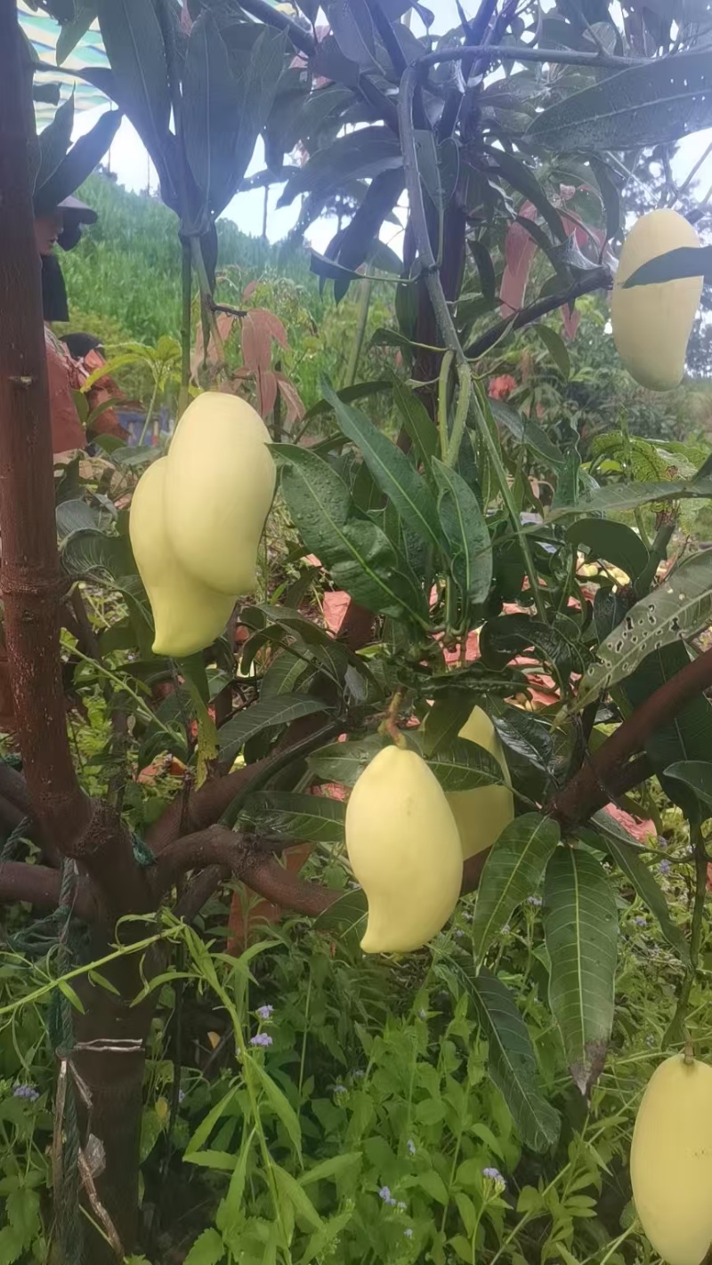 攀枝花鹰嘴芒果