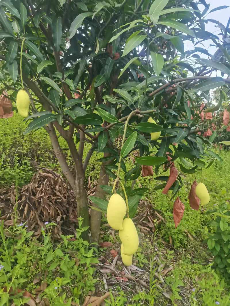 攀枝花鹰嘴芒果