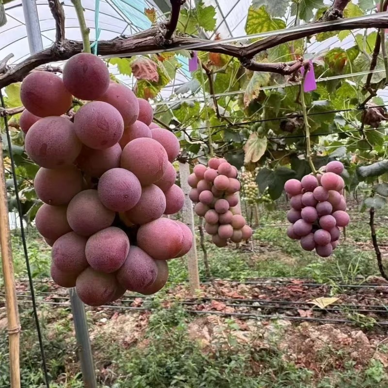 妮娜皇后高端葡萄全渠道对接一件代发