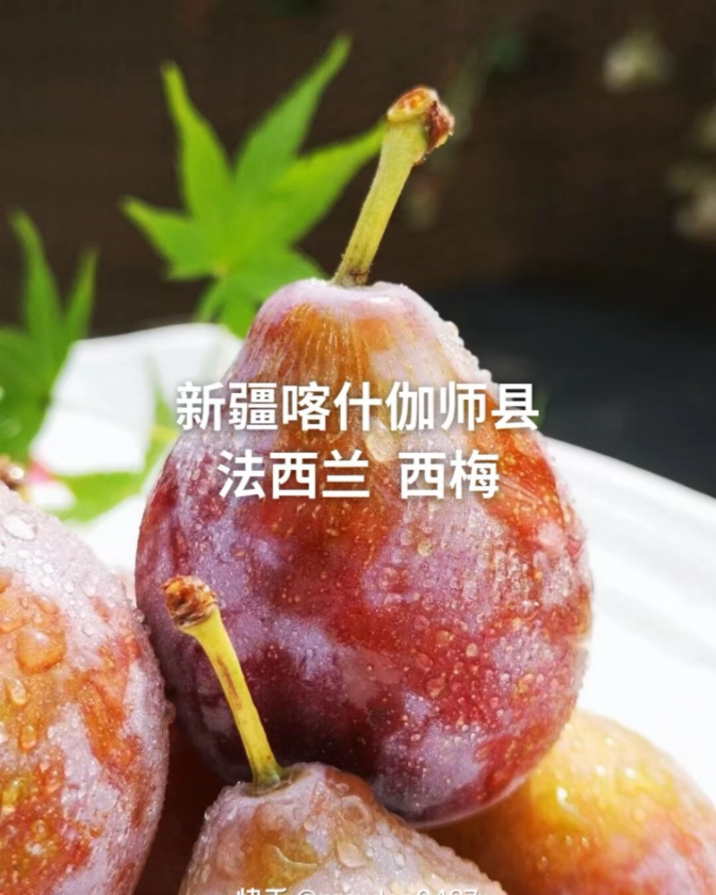 伽师县西梅法兰西西梅
