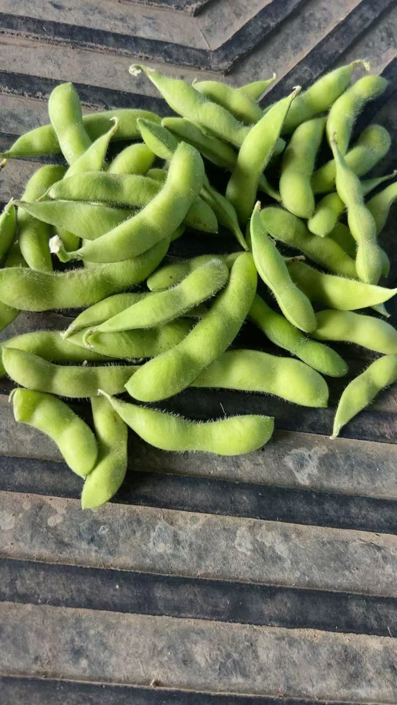 翠绿宝毛豆，基地货机洗色选精品袋装大吨位供应对接渠道，