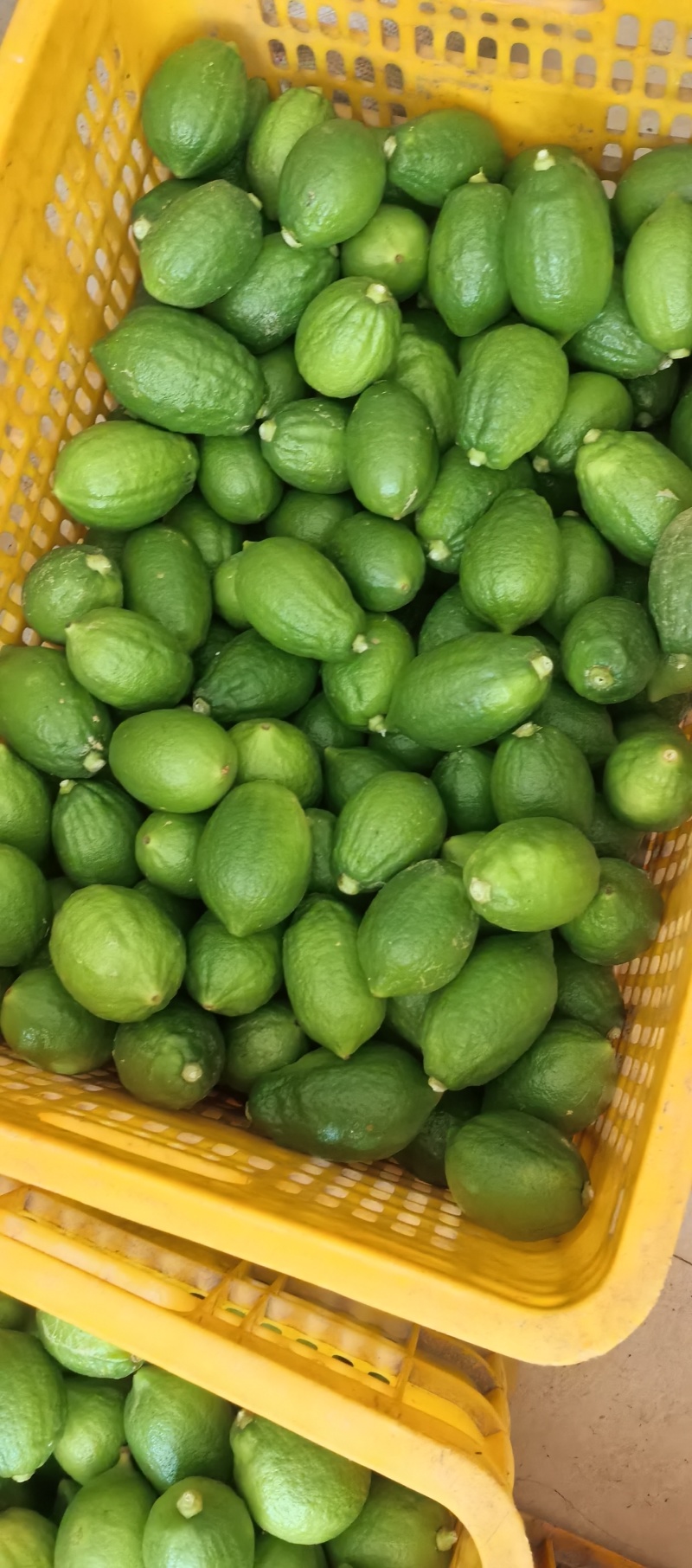 广东香水柠檬