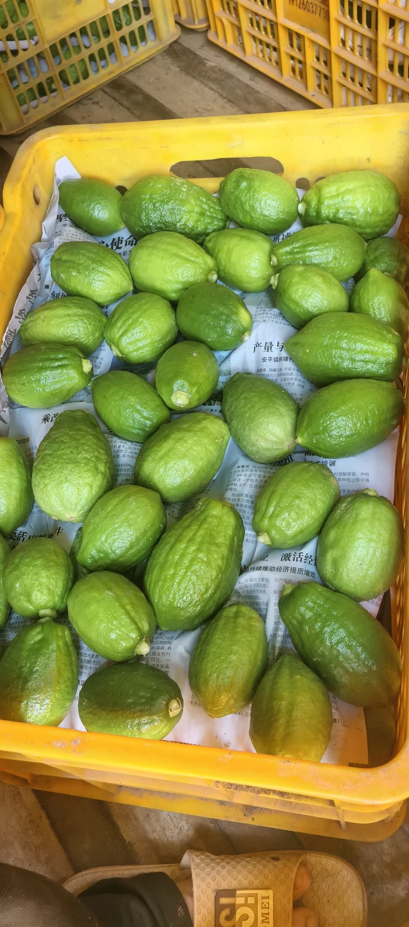 广东香水柠檬