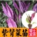天然紫背天葵苗秧皮菜紫背菜四季盆栽阳台红凤菜苗带
