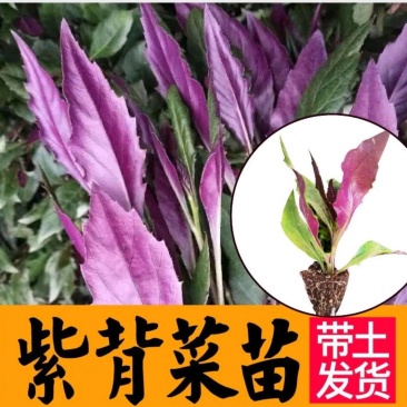 天然紫背天葵苗秧皮菜紫背菜四季盆栽阳台红凤菜苗带
