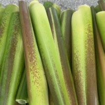 云南茭白货量充足，全国发货，量大从优，致电联系