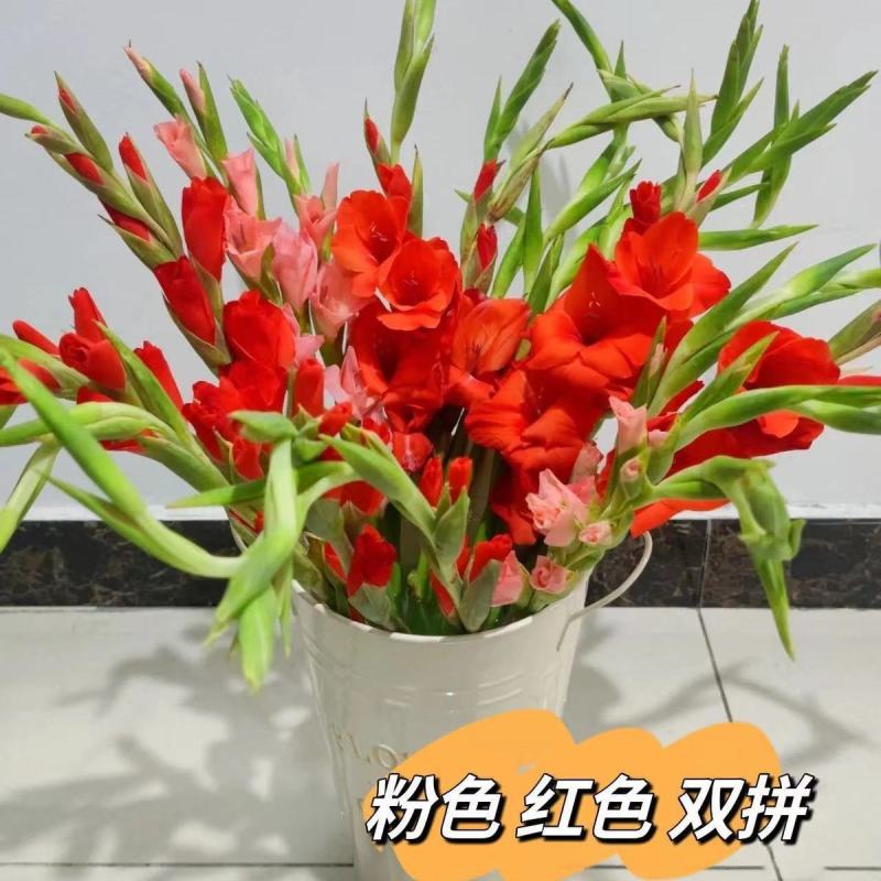 剑兰步步高鲜花水培鲜切花广州基地直发室内插花直批