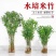 苔藓观音竹水培水培植物盆栽懒人室内直发耐寒办公室桌摆四季常青