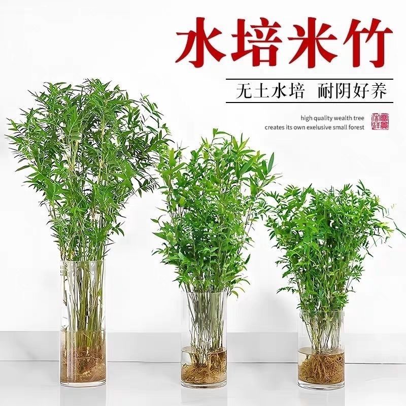 苔藓观音竹水培水培植物盆栽懒人室内直发耐寒办公室桌摆四季常青