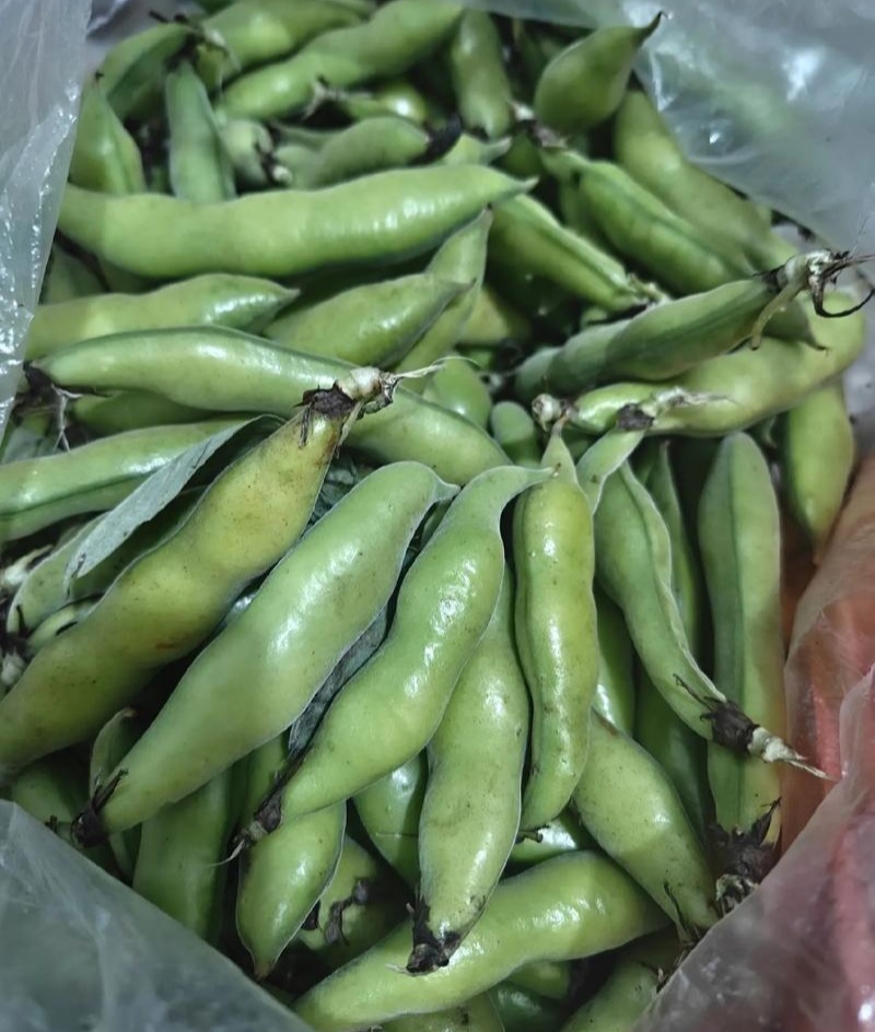 日本大白皮蚕豆种子高产耐寒抗病春秋播种优质胡豆种籽
