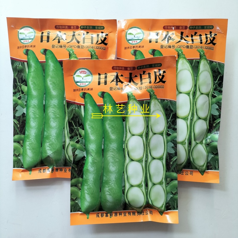 日本大白皮蚕豆种子高产耐寒抗病春秋播种优质胡豆种籽