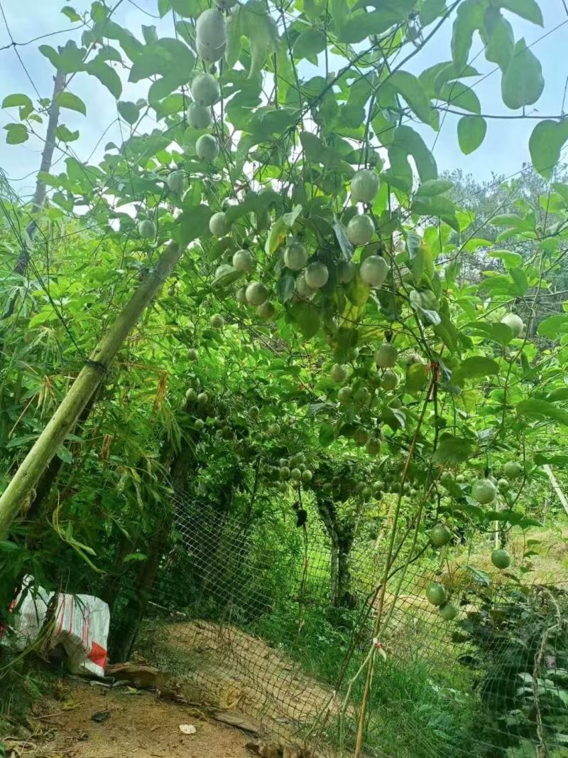 黄金百香果