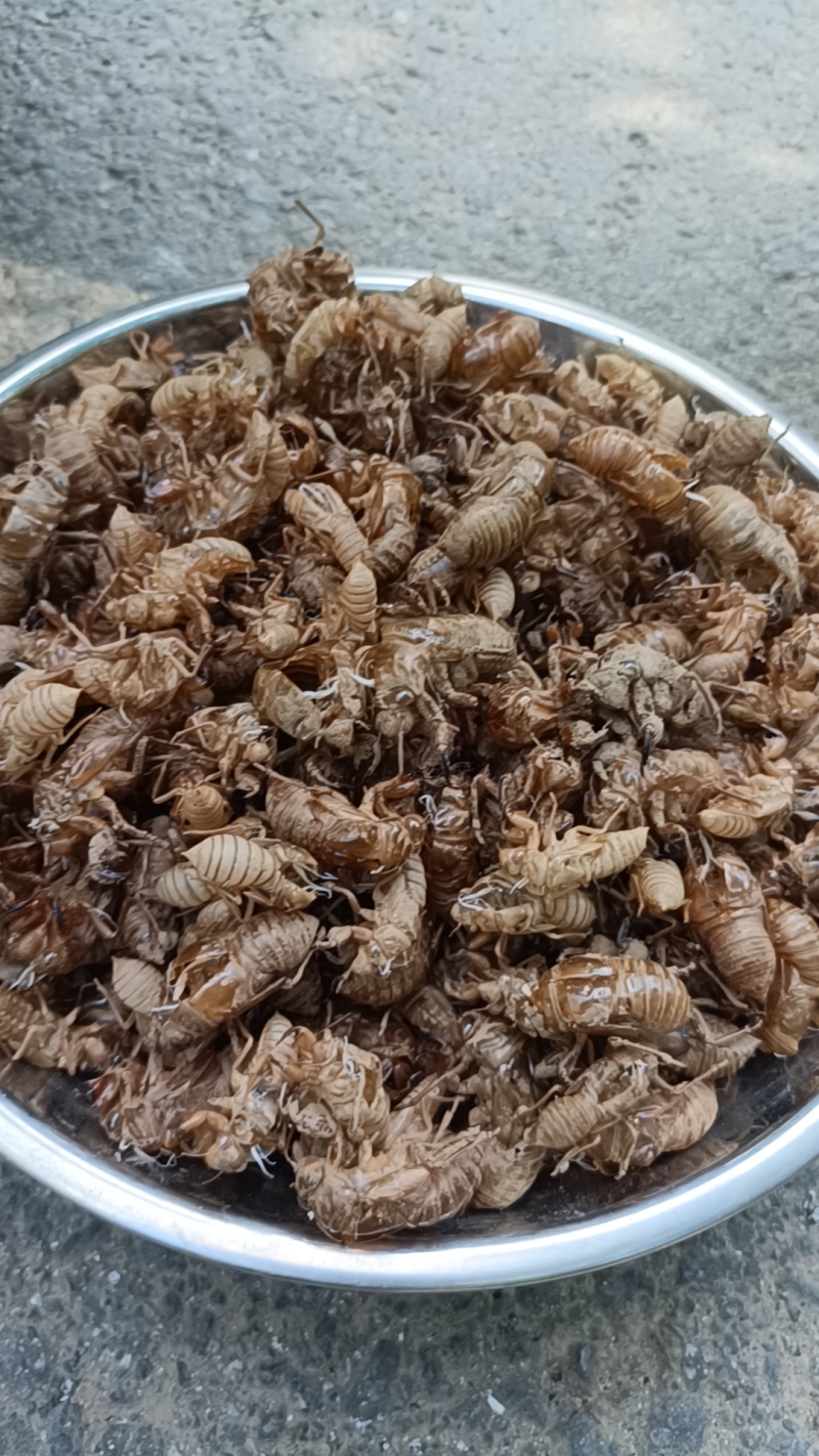 秒发蝉蜕纯净无杂质正品保证放心选购