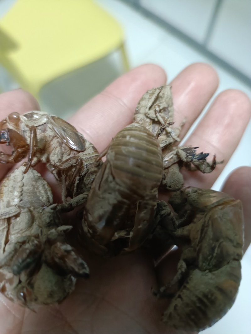 秒发蝉蜕纯净无杂质正品保证放心选购