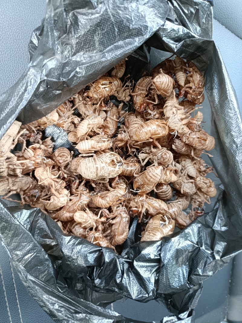 秒发蝉蜕纯净无杂质正品保证放心选购