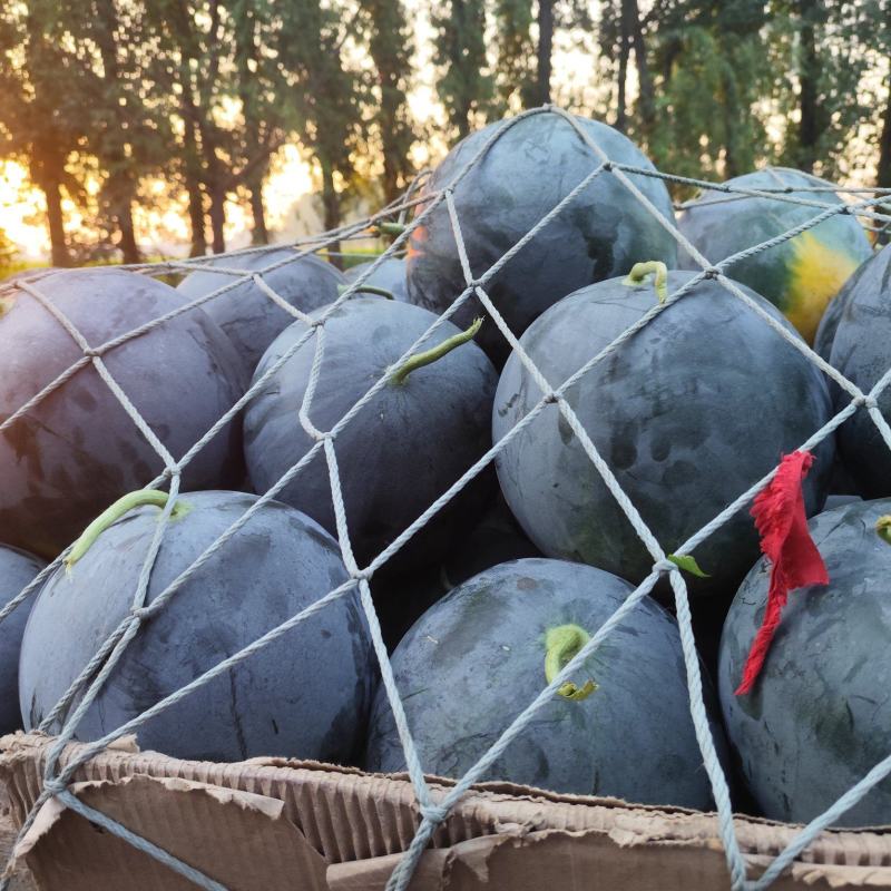 河南周口黑无籽西瓜大量上市，电商，市场大量供应
