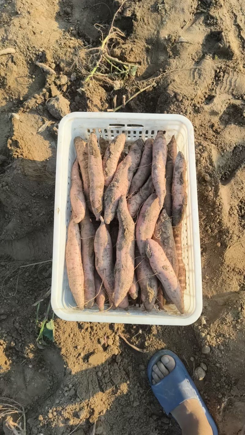 红薯冰糖心哈蜜红薯现挖现发产地直供一手货源