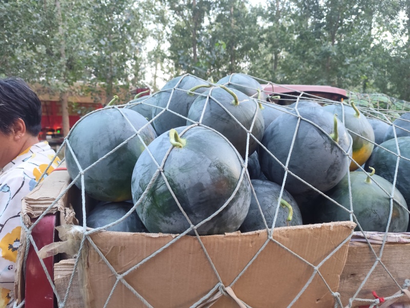 河南周口黑无籽西瓜大量上市，电商，市场大量供应