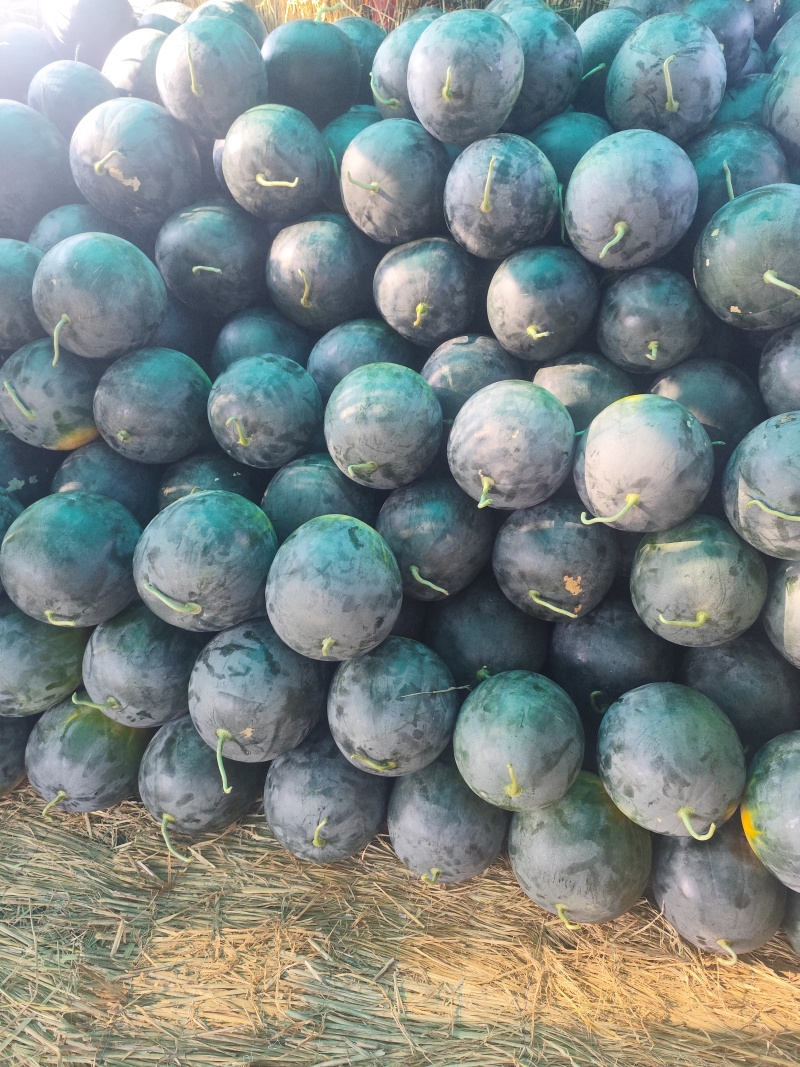 河南周口黑无籽西瓜大量上市，电商，市场大量供应
