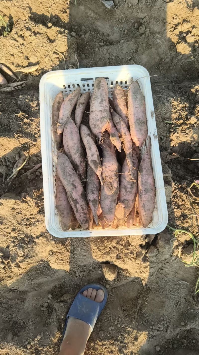 冰糖心哈密红薯