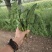 内蒙菠菜