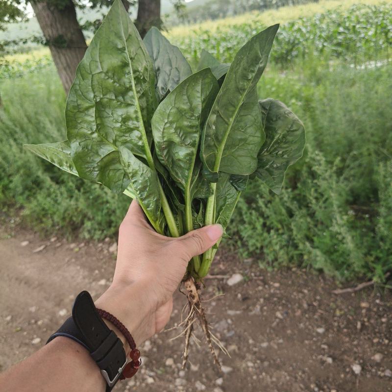 内蒙菠菜