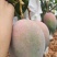 攀枝花凯特芒，味道不错，欢迎各位来品尝，