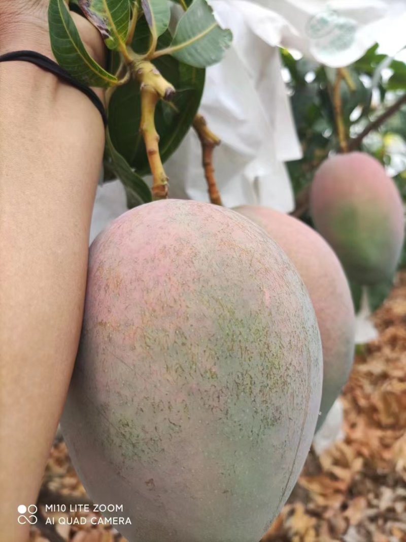攀枝花凯特芒，味道不错，欢迎各位来品尝，