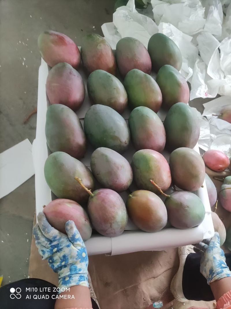 攀枝花凯特芒，味道不错，欢迎各位来品尝，