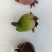 冰球子，山慈菇，毛慈菇（种苗）提供种植技术指导！