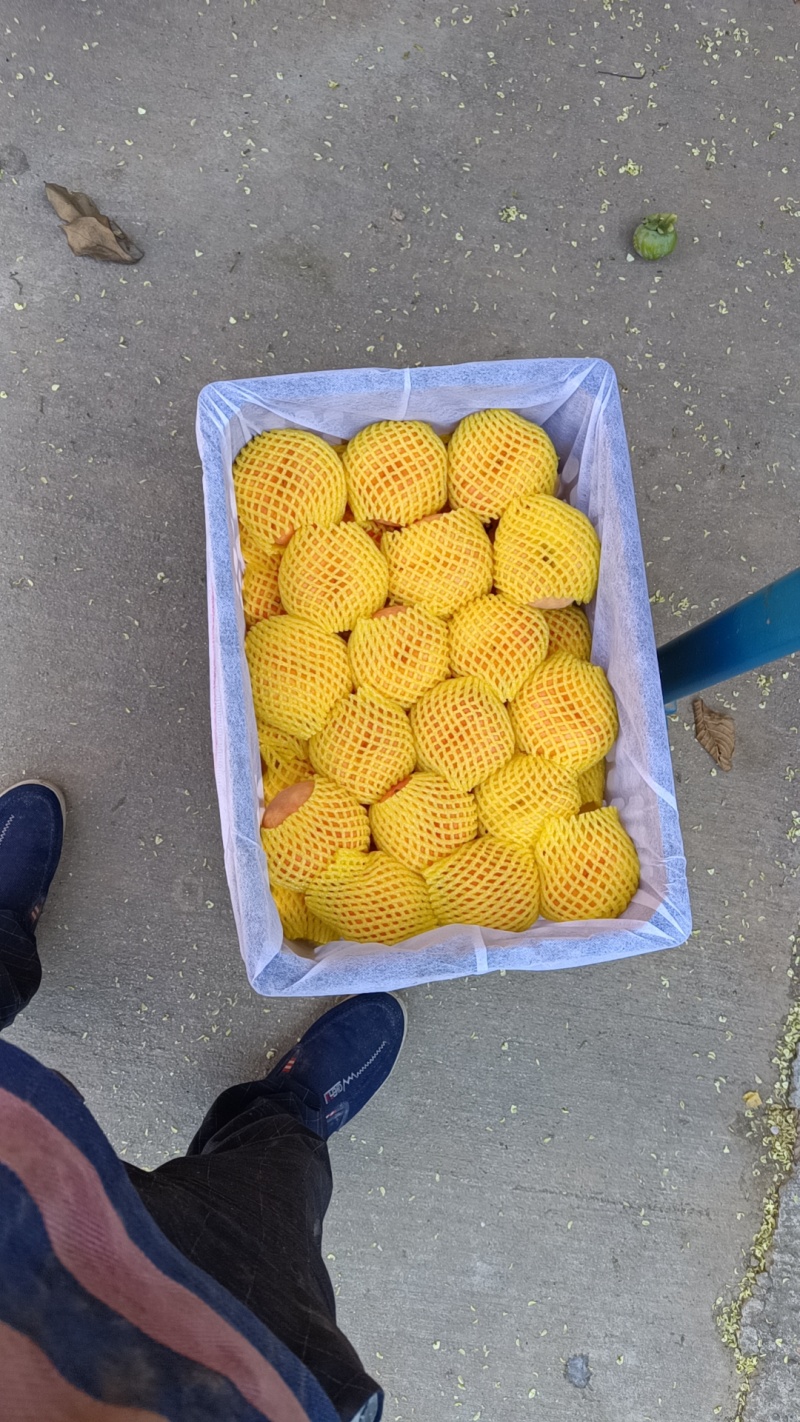 十七大量上市