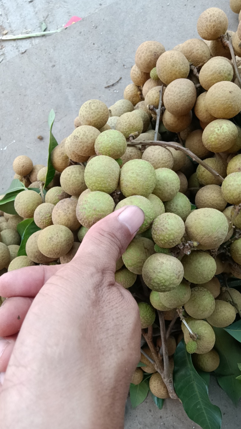 正宗灵山石峡龙眼