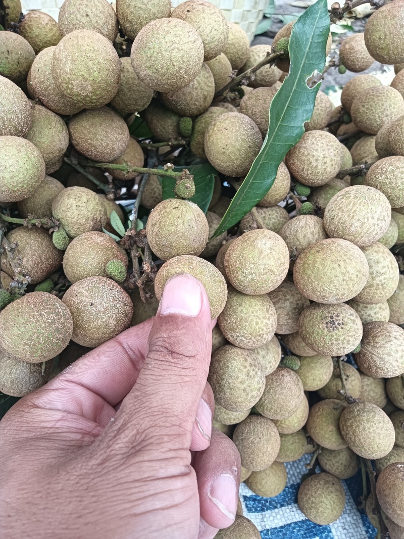 正宗灵山石峡龙眼
