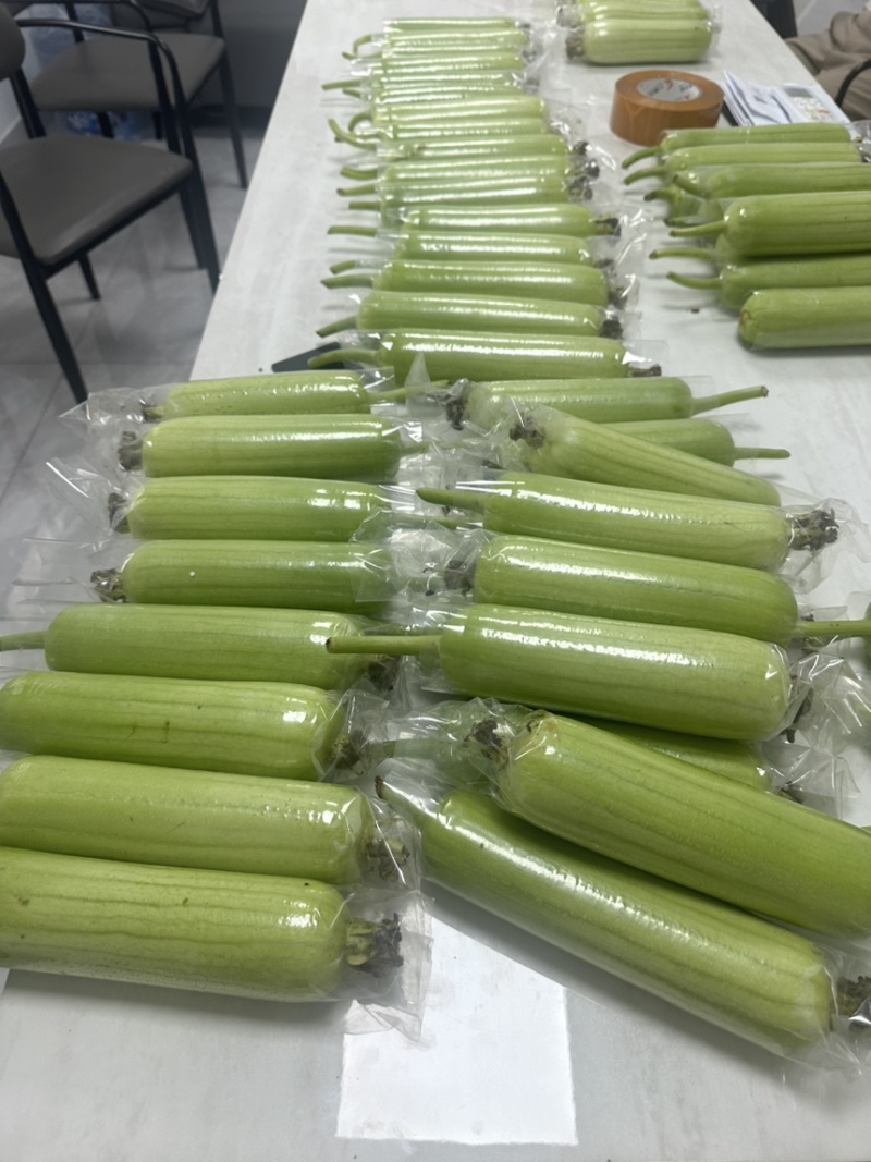 白玉丝瓜全年供货支持一件代发