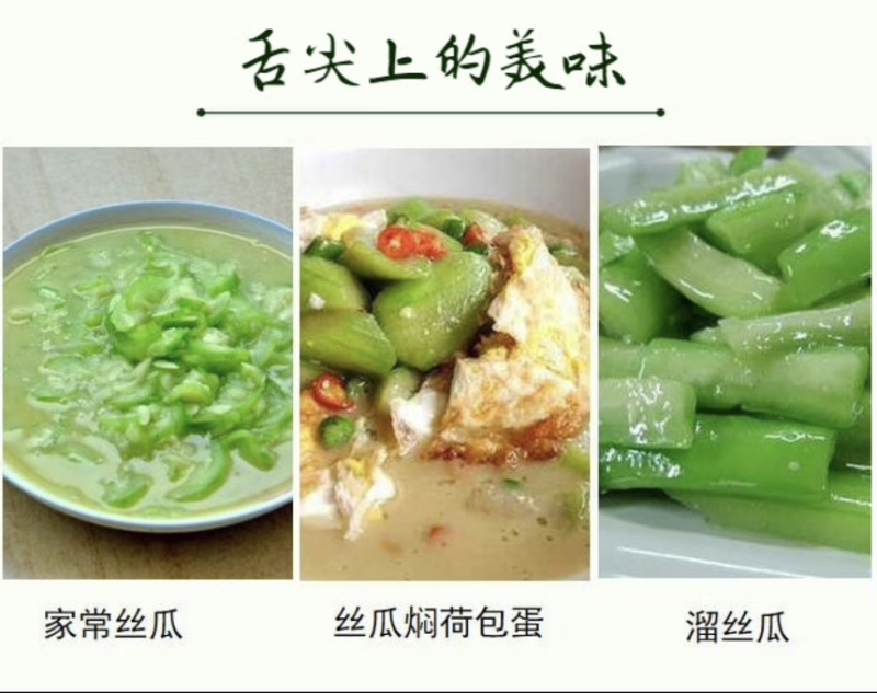 白玉丝瓜全年供货支持一件代发