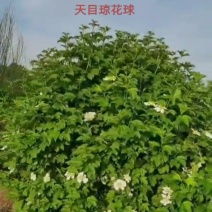 天目琼花