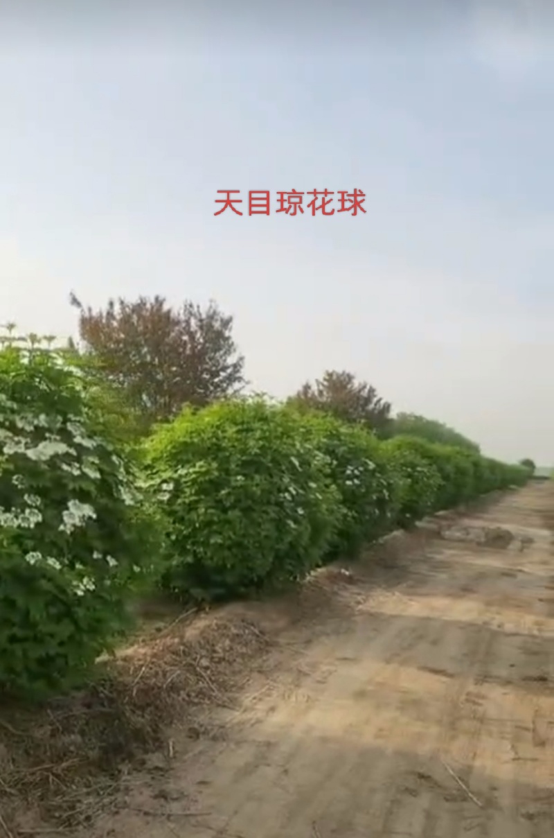 天目琼花