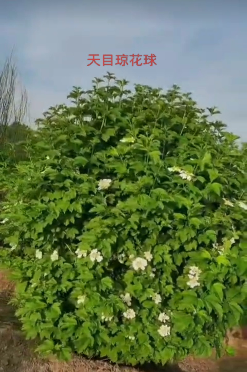 天目琼花